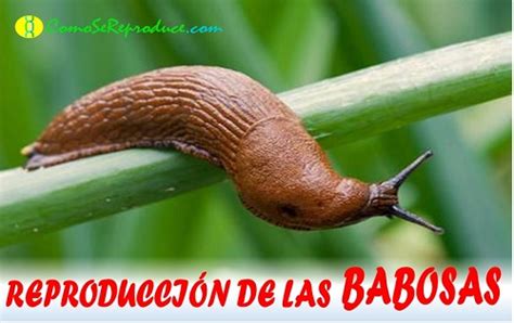 babosas calientes|babosas videos